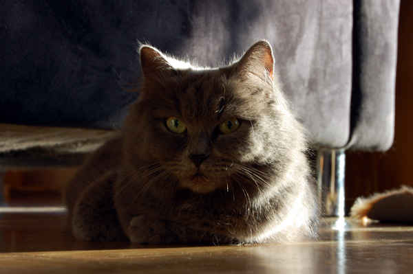 sie hat die Ruhe weg ...jpg